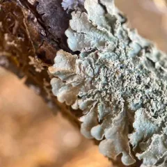 Mealy Speckled Shield Lichen thumbnail 3