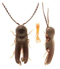 Microrhagus triangularis thumbnail 4