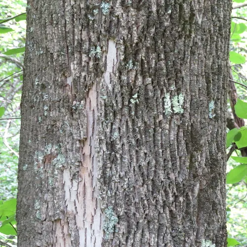 white ash