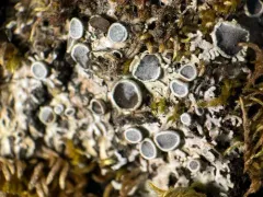 Fancy Frost Lichen thumbnail 3