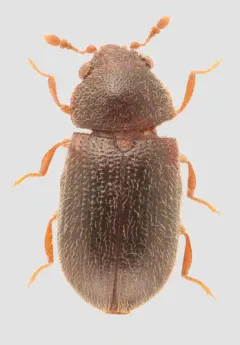 Sphindus americanus thumbnail 2