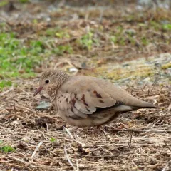 Common Ground Dove thumbnail 4