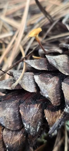 Xeromphalina setulipes
