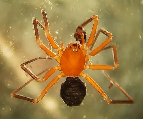 Walckenaeria lepida