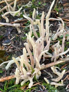 Clavaria fumosoides thumbnail 3