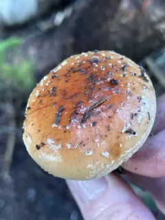 Pholiota avellaneifolia thumbnail 3