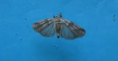 Acrobasis normella thumbnail 2