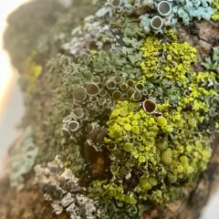 Ciliate Wreath Lichen thumbnail 1