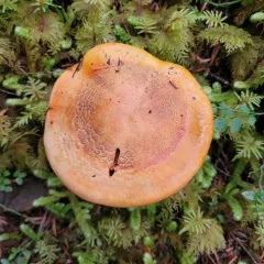 Necklace Tricholoma thumbnail 3