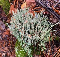 frosted cup lichen thumbnail 4
