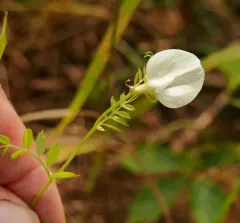 Large yellow vetch thumbnail 3