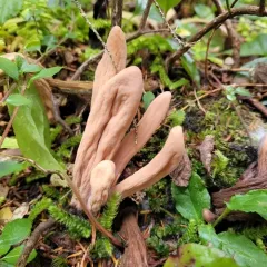 western club coral fungus thumbnail 4
