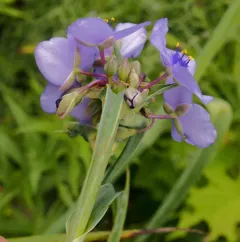 Virginia spiderwort thumbnail 3