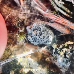Cowpie Lichen thumbnail 1