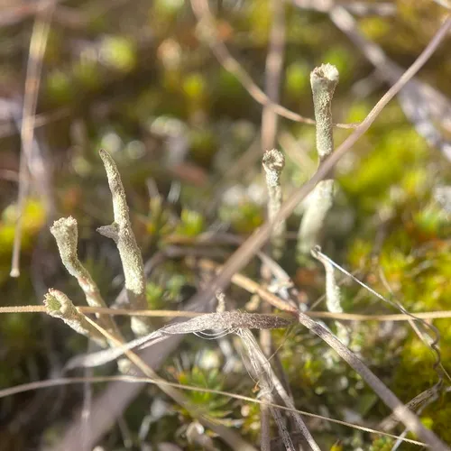 Wand Lichen