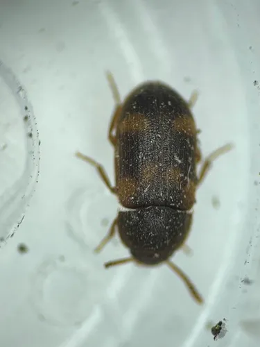 Mycetophagus quadriguttatus