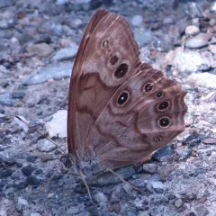 Northern Pearly-eye thumbnail 1