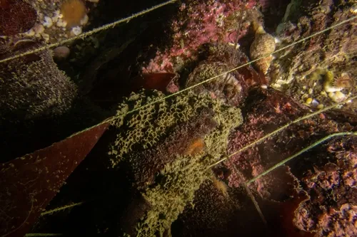 Ericthonius brasiliensis