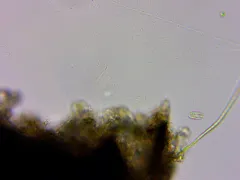Entosiphon sulcatus thumbnail 3