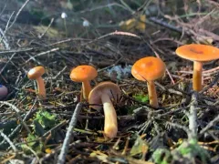 Orange Milkcap thumbnail 4