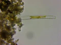 Nitzschia sigmoidea thumbnail 2