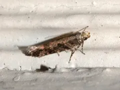 Ruby Aristotelia Moth thumbnail 2
