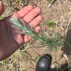 Field Sagewort thumbnail 4