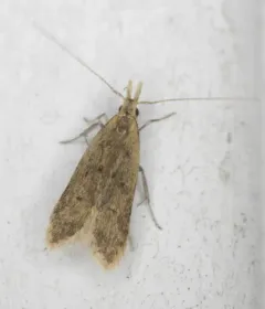 Many-spotted Dichomeris Moth thumbnail 4