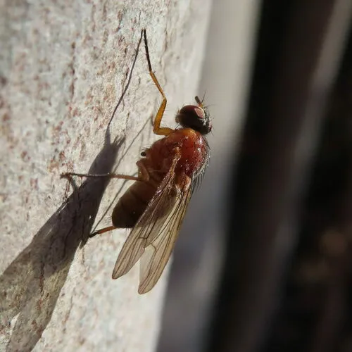 Thricops diaphanus