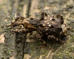 Sthereus horridus thumbnail 4