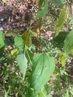 Siam weed thumbnail 4