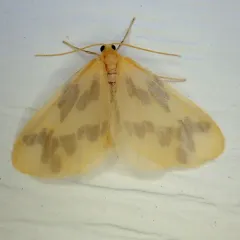 Beggar Moth thumbnail 3