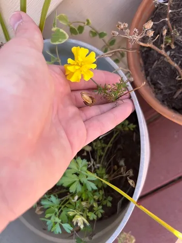 Large Buttercup
