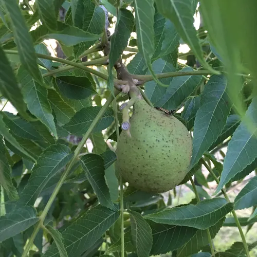 Walnut Husk Fly