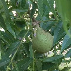 Walnut Husk Fly thumbnail 1