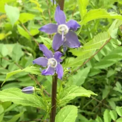 tall bellflower thumbnail 3