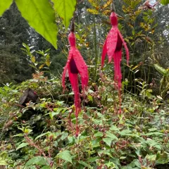 Hardy Fuchsia thumbnail 4
