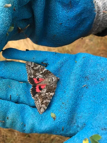Aholibah Underwing Moth