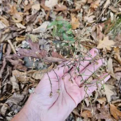 wavy-leaf aster thumbnail 2