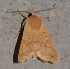 Shield-backed Cutworm Moth thumbnail 4