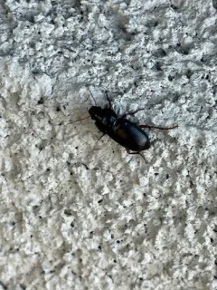 Amara pennsylvanica thumbnail 3