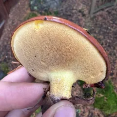 Purple-veiled Slippery Jack thumbnail 4