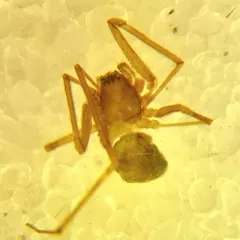 Pale Sheetweb Weaver thumbnail 2