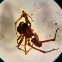 Shiny Wolf Spider thumbnail 3