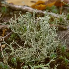 many-forked cladonia thumbnail 4