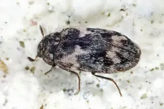 Corn Carpet Beetle thumbnail 2