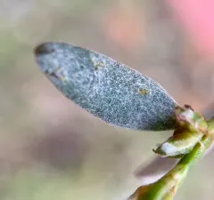 Erysiphe polygoni thumbnail 4