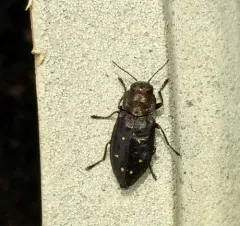 Hemlock Borer thumbnail 3