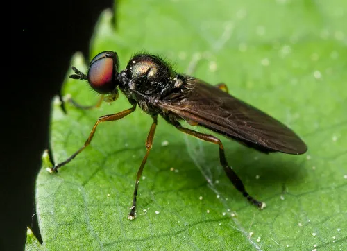 Short-horned Black Legionnaire