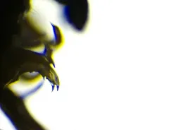 Scytonotus bergrothi thumbnail 4